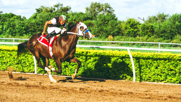 Ljubičevske konjičke igre – U potrazi za vitezom 10 ljubicevske konjicke igre 2018