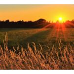 sv-jovan-biljober-2019