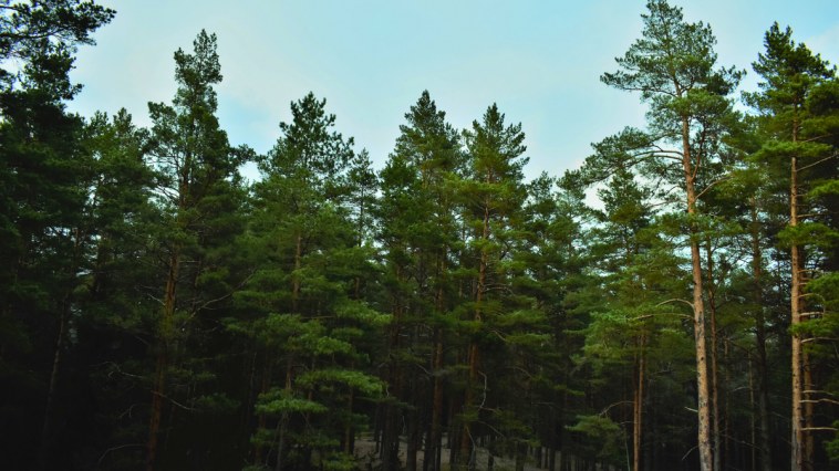 Najava zimske turističke sezone na Zlatiboru 7 zimska turistička sezona na zlatiboru
