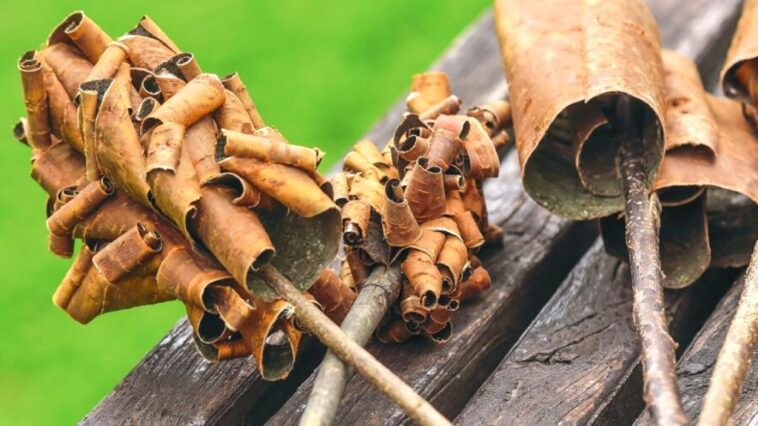 Festival LilaLo od 11. do 14. jula u Loznici 7 Lilalo festival