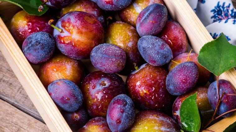 Nominacija šljivovice za Uneskovu listu čekaće na odluku do kraja 2022. godine 7 sljivovica na uneskovoj listi