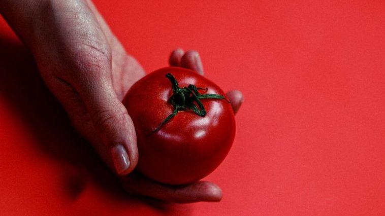 Prvi Paradajz fest u Lebanu 7 paradajz fest