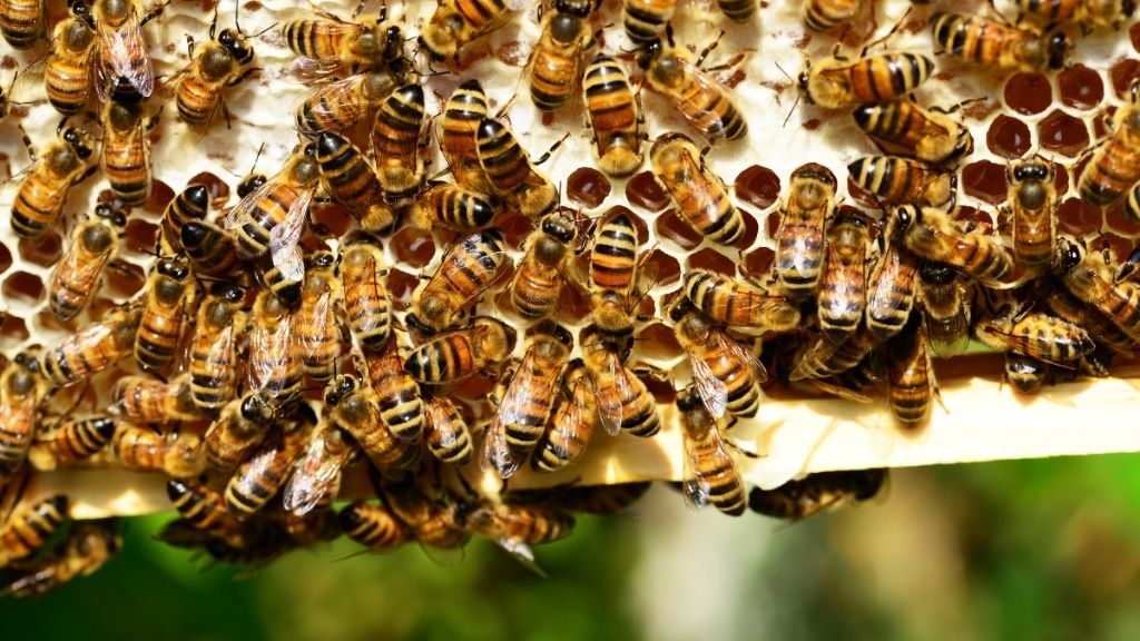 Državni Sajam pčelarstva