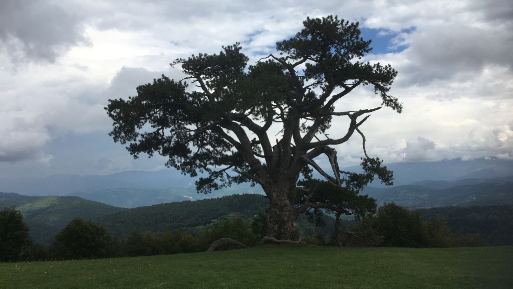 kamena gora sveti bor